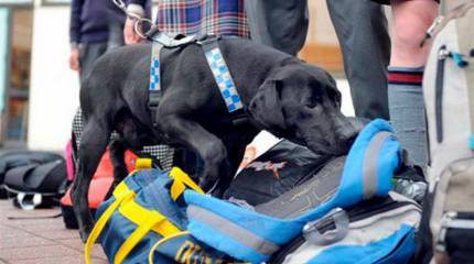 Саратовские учёные создали «Электронный нос», чующий взрывчатку лучше собаки