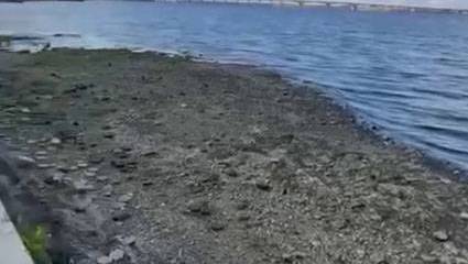 Украинские конспирологи высказывают версии о причинах понижения уровня Днепра в Днепропетровской области