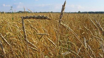 После протестов польских аграриев Киев и Варшава готовятся подписать собственное зерновое соглашение