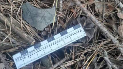 Погранкомитет Белоруссии сообщил о сбитом в Гомельской области украинском беспилотнике