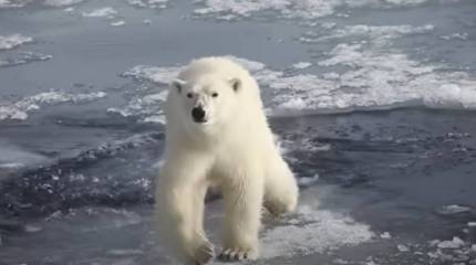 Байден решил учредить должность посла США в Арктике