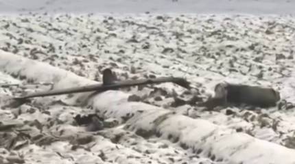 В Южной Корее публикуют кадры с места падения сбитых северокорейских беспилотников