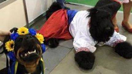 Украинизация четвероногих и десять "заповедей" пропаганды войны