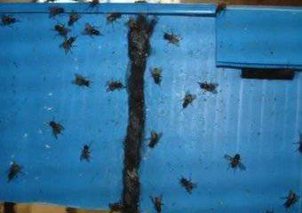 Американские войска получат новое оружие для уничтожения мух