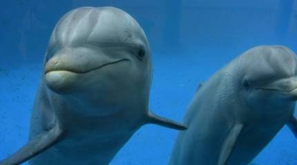 Что же на самом деле случилось с украинскими боевыми дельфинами?