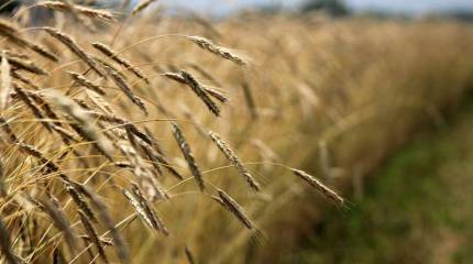 Посевная под угрозой: Украина и страны Запада провоцируют мировой голод