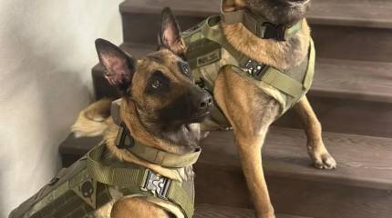 Equipo de protección para perros de servicio