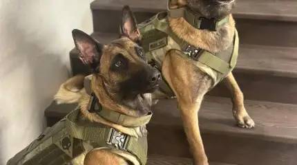 Средства защиты для служебных собак