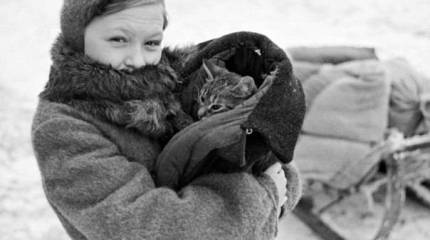 Как коты Родину защищали