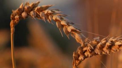 CNN: Африка в значительной степени зависит от поставок продовольствия из России и Украины