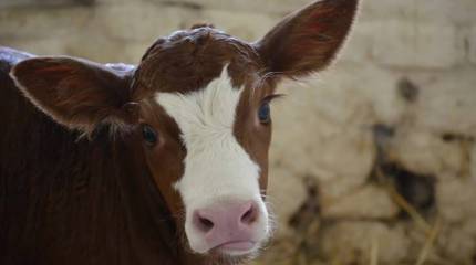 Фундамент развития сельского хозяйства. О необходимости возрождать деревню