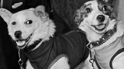 «Шторм» и двухголовые собаки. Как в СССР пытались создать биоробота