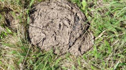 Лидер горняцкого профсоюза Украины призывает сограждан запасаться дровами и кизяками