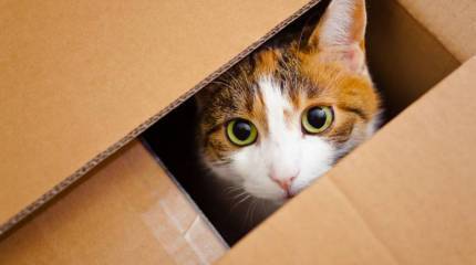 Учёные заявили о способе "спасения" кота Шрёдингера