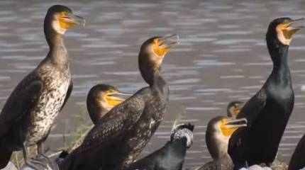 Боец ВС РФ рассказал, как стая бакланов на Кинбурнской косе стала «природной сигнализацией» для российских солдат