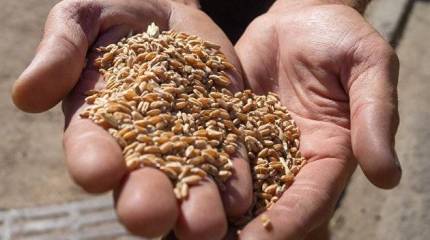 Сделка в тумане