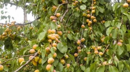 Армянские абрикосы и российские удочки