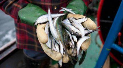 Россия ввела ограничения на ввоз польской рыбной продукции