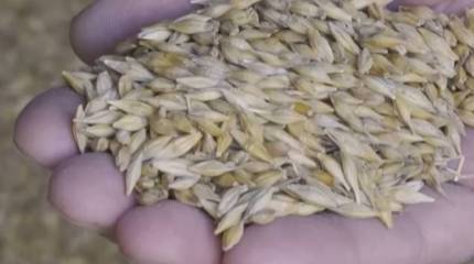 Анкара сообщила о начале вывоза зерна с Украины