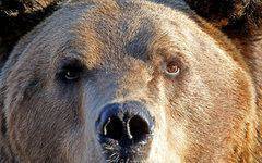 Медведь и шакалы