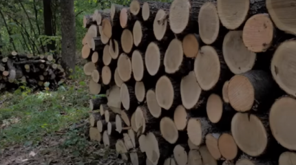 В Молдавии заявили, что Евросоюз помогает обеспечить местные семьи дровами