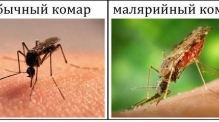 Комары против людей: нас убивают, мы выживаем