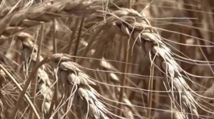 Киев грозит подать иск на европейцев в арбитраж Всемирной торговой организации