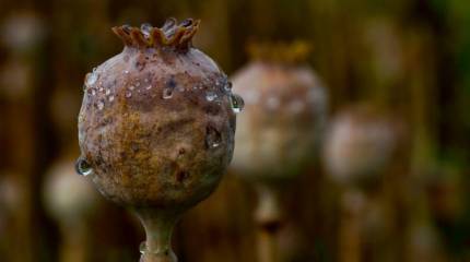 МВД РФ выделило властям Таджикистана 250 миллионов рублей на борьбу с наркотрафиком