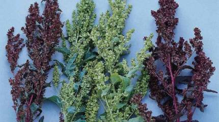 Трава лебеда в мирное и военное время