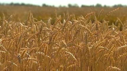 Анкара в обмен на помощь в вывозе зерна с Украины рассчитывает получить от Киева скидку