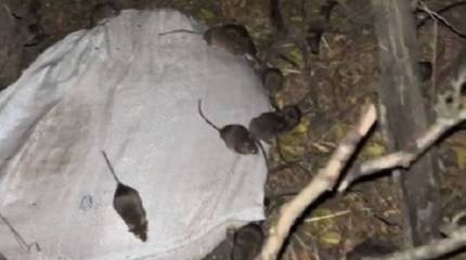 Расплодившиеся в окопах ВСУ грызуны лишают украинских военных доступа в интернет, выводя из строя терминалы Starlink