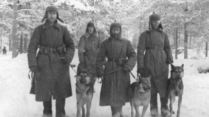 Собаки на войне