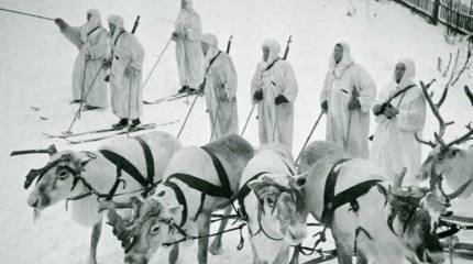 Рогатые бойцы Северного фронта