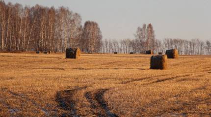 Диагноз для России – опасная продовольственная безопасность
