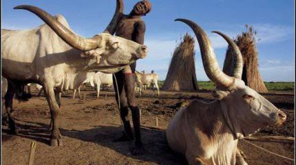 В межплеменных столкновениях в Южном Судане погибло более 3000 человек
