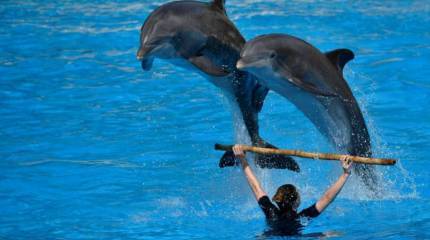 Предпочли смерть. Постпред Украины рассказал о "верности" боевых дельфинов украинской присяге