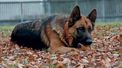 Собаки-сапёры