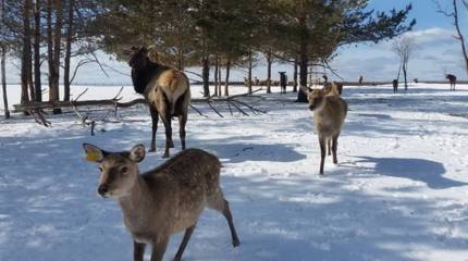Минприроды подсчитало стоимость биологических и водных ресурсов РФ