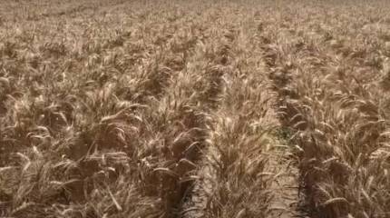 Bloomberg: Высок риск возникновения дефицита пшеницы на мировом рынке из-за засухи в Канаде