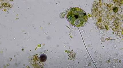 Минобороны: В биолабораториях Харьковской области изучались способы переноса вируса птичьего гриппа