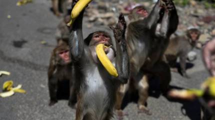 Сказки старого Маугли. Про удава, бананы и работу над ошибками