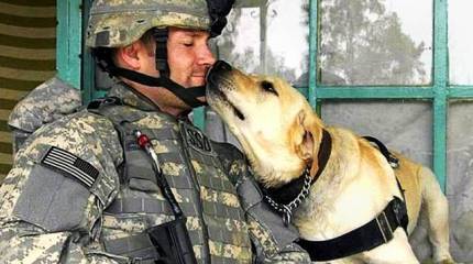 Собачья жизнь в американской армии
