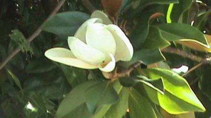 Чума в раю: грузино-абхазская война 1992-1993гг