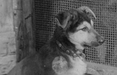 Колька и Яшка