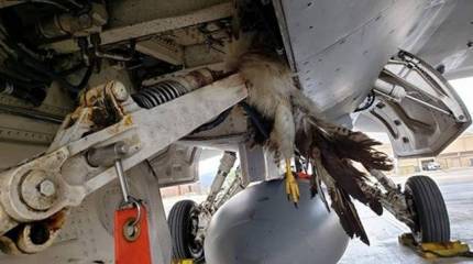 Пернатые испортили американские F-35B и F-16