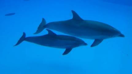 Западная пресса: Россия удвоила количество охраняющих базу ВМФ в Севастополе боевых дельфинов