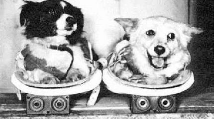 Задолго до Гагарина. Собаки-космонавты