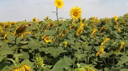 Новое правительство Венгрии ввело эмбарго на поставки украинской агропродукции