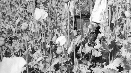 Дело о советских наркокартелях