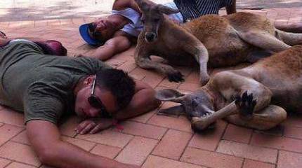 Европе угрожает новая смертельная эпидемия